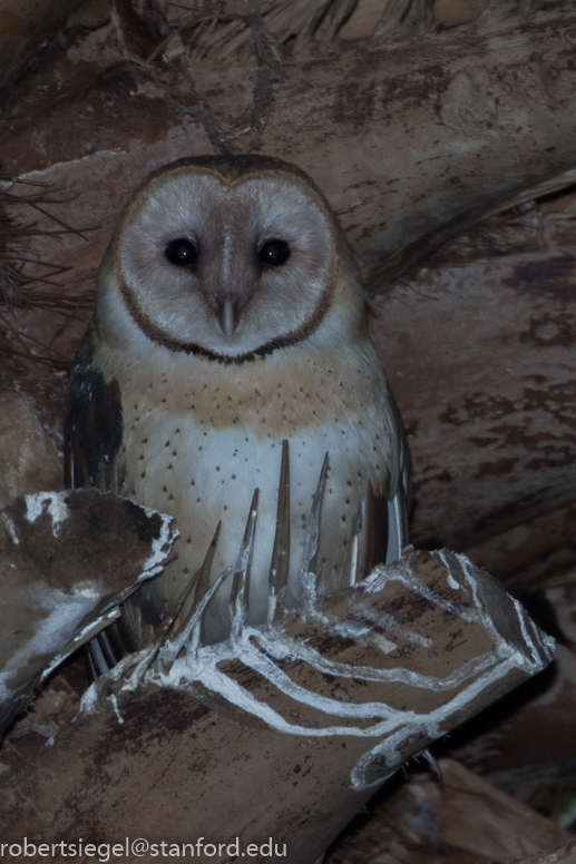 barn owl